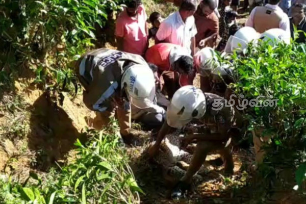 தேயிலைத் தோட்டத்தில் வலையில் சிக்கி உயிரிழந்த சிறுத்தை! விசாரணைகளை ஆரம்பித்த பொலிஸார் | Body Leopard Found Dead In A Net In A Tea Garden
