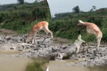 தண்ணீர் அருந்திய மான் தப்பித்தது எப்படி? நடுநடுங்க வைக்கும் காட்சி