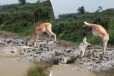 தண்ணீர் அருந்திய மான் தப்பித்தது எப்படி? நடுநடுங்க வைக்கும் காட்சி