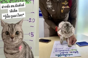 பூனையை கைது செய்த போலிசார்.... கெஞ்சிய ஓனர்! செய்த தவறு என்ன தெரியுமா?