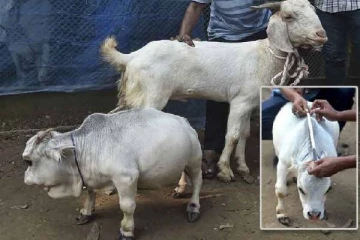 உலகிலே மிகவும் குள்ளமான பசு...காண அலைமோதும் மக்கள்