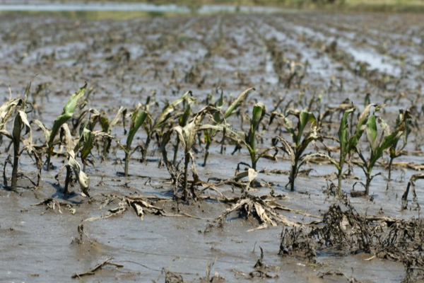 பாதிக்கப்பட்ட விவசாயிகளுக்கான நிவாரண கொடுப்பனவு: அரசாங்கத்தின் அறிவிப்பு | Government Relief Allowance Flood Affected Farmers