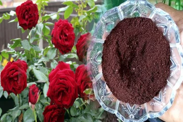 வீட்டில் உள்ள ரோஜா செடி பூத்து குலுங்கணுமா? உரத்தில் இதை சேருங்க போதும்