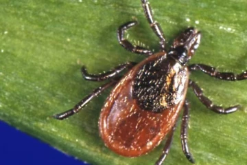 ஒன்றாரியோவைத் தாக்கும் உண்ணித் தாக்கம்