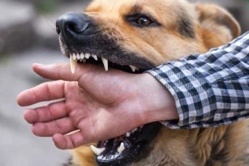 பிரான்ஸ் தலைநகரில் பலரை கடித்துக் குதறிய நாய்: தெரியவந்துள்ள பயங்கர உண்மை