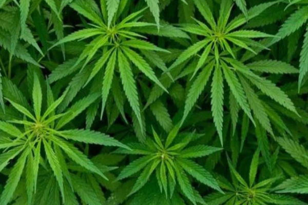 வனப்பகுதியில் விசேட சுற்றிவளைப்பு: சுமார் 80000 கஞ்சா செடிகள் அழிப்பு | Yala Forest Cordoned Off Cannabis Plants Destroyed