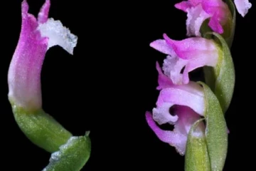 ஜப்பானிய அறிவியாலளர்கள் கண்டுபிடித்த அதிசய மலர்! (Photos)