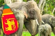 இலங்கையில் பல்வேறு காரணங்களினால் உயிரிழக்கும் காட்டு யானைகள்: வெளியான விபரம்
