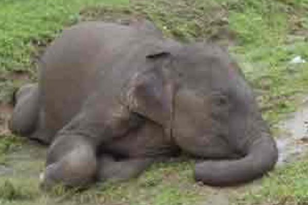 வவுனியாவில் ரயில் மோதி யானைகள் உயிரிழப்பு | Elephants Killed In Vavuniya Train Collision