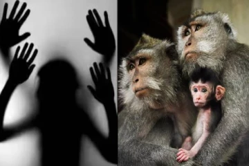 6 வயது சிறுமியை நோக்கி வந்த கொடூரன் - சரியான நேரத்தில் காபாற்றிய குரங்கு கூட்டம்!