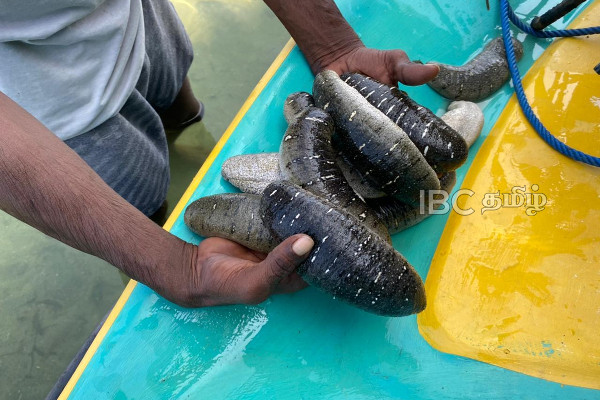 அப்பட்டமான பொய்களைக் கூறி மக்களை தவறாக வழி நடத்தும் முயற்சியில் விசமிகள்! | Kilinochci Cuddalati Farm Fisher Man Jaffna Today