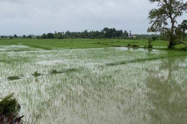 விவசாயிகளின் வாழ்வாதாரத்தை மீட்க அரசு முன்வர வேண்டும்! தவிசாளர் அவசர கோரிக்கை | Urgent Request From The Chairman