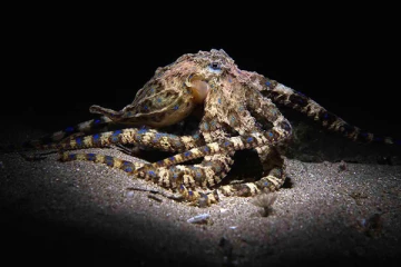 3 இதயங்கள், 9 மூளைகளை கொண்ட உயிரினம்: எது தெரியுமா?