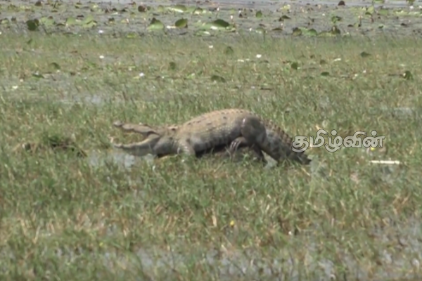 மட்டக்களப்பில் முதலை நடமாட்டம் அதிகரிப்பு! பொதுமக்களுக்கு விடுக்கப்பட்ட அறிவுறுத்தல் | Crocodile Activity Increases In Batticaloa மட்டக்களப்பில் முதலை நடமாட்டம் அதிகரிப்பு! பொதுமக்களுக்கு விடுக்கப்பட்ட அறிவுறுத்தல் | Crocodile Activity Increases In Batticaloa