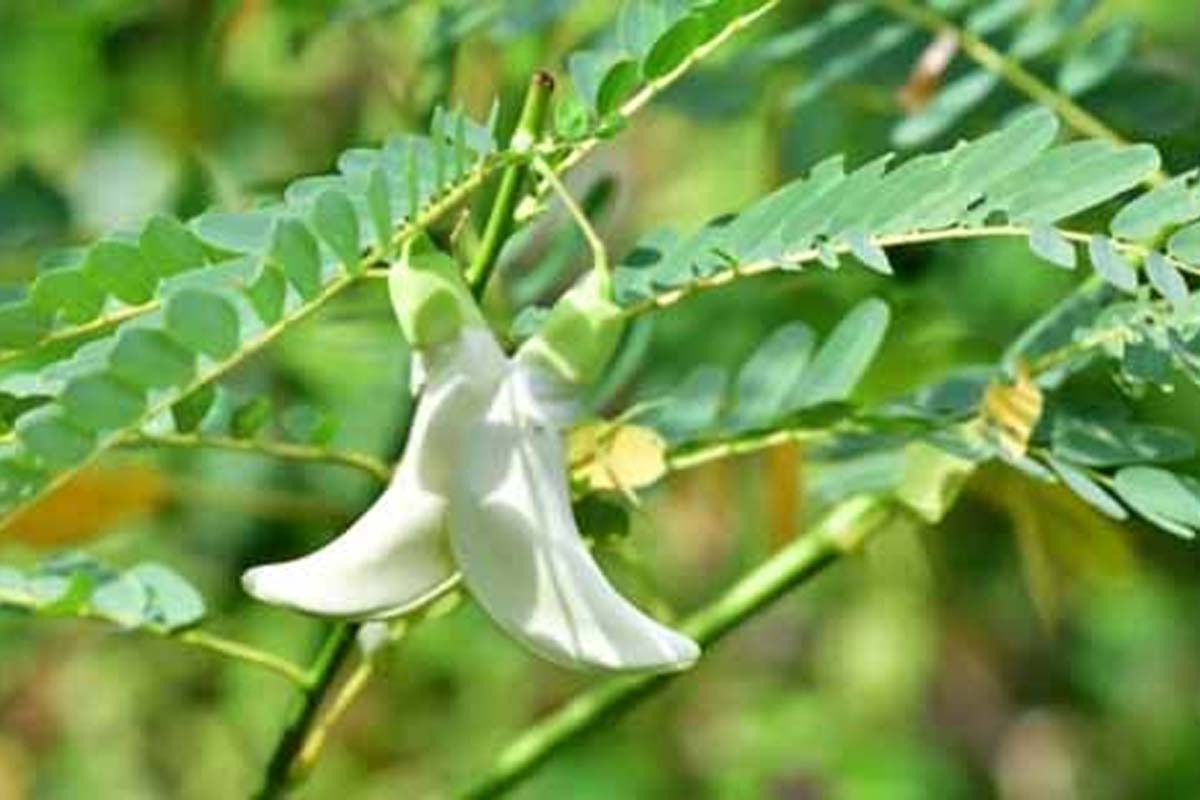 உடம்பில் உள்ள நச்சுக்களை நீக்கணுமா? அப்ப டாக்டர் சொல்ற இந்த 3 உணவுகளை அடிக்கடி சாப்பிடுங்க போதும்! | Eat This Foods To Reduce The Wastes In Your Body உடம்பில் உள்ள நச்சுக்களை நீக்கணுமா? அப்ப டாக்டர் சொல்ற இந்த 3 உணவுகளை அடிக்கடி சாப்பிடுங்க போதும்! | Eat This Foods To Reduce The Wastes In Your Body