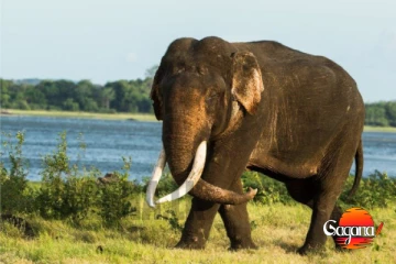 සතුටු හිතෙන ආරංචියක් - ආයේ අලි සම්පත මැරෙන්නෑ