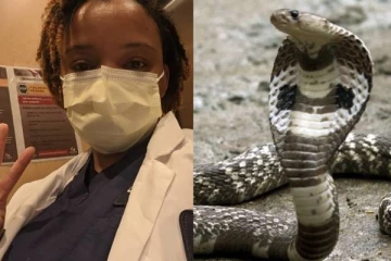 உயிரிந்தவரின் உடலுக்குள் இருந்து வெளியே உயிருடன் வந்த பாம்பு! அலறிய பிரேத பரிசோதனை செய்த பெண்