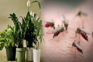 வீட்டில் கொசுத்தொல்லை அதிகமாக இருக்கா! இந்த 4 செடிகளை வளர்த்தால் போதும்