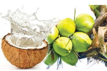 පොල් මිලේ ඉහළ යෑම දෙව්ලොවටත් දැනෙයි..සිදු වූ දේක තරම මෙන්න.