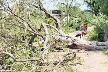 மரக்கிளை விழுந்ததால் பாடசாலை மாணவிக்கு நேர்ந்த சோகம்