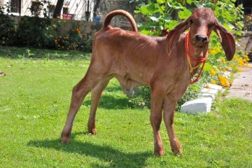 இந்தியாவின் முதல் குளோனிங் பசுங்கன்று! கங்கா என பெயர் சூட்டல்