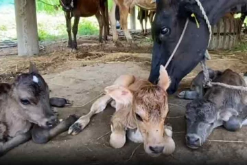 மூன்று கன்றுகளை ஈன்ற பசு; ஆச்சரியத்தில் மக்கள்!!