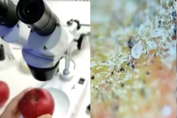 ஆப்பிளை கழுவாமல் சாப்பிட்டால் இப்படியெல்லாம் நடக்குமா? இனிமேல் இந்த தவறை மறுபடியும் செய்யாதீர்கள்!