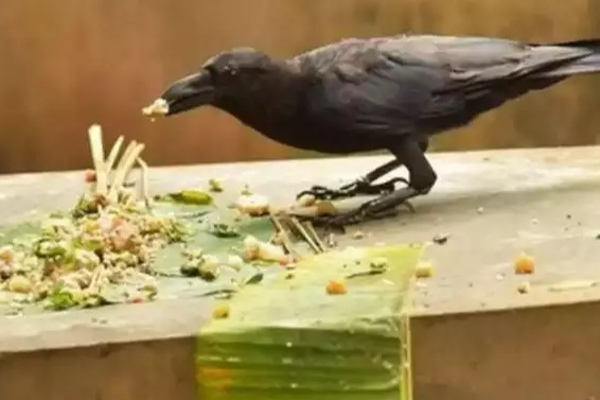 சனி பகவானால் பாதிக்கப்பட்டவர்களுக்கு சனியின் அருள் கிடைக்க எளிய பரிகாரம் | Sani Pagavanal Pathikka Pattavarukkana Parigaram