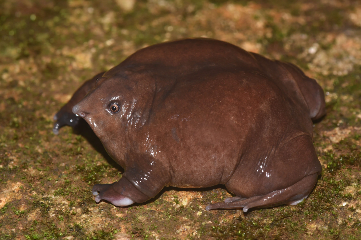 அரிய வகை பன்றி முக தவளைகள் | Pig Faced Purple Frog Tn Launches New Mission அரிய வகை பன்றி முக தவளைகள் | Pig Faced Purple Frog Tn Launches New Mission