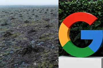 AI தரவு மையம் அமைக்க அனுமதியின்றி 2,50,000 மரங்களை வெட்டிய கூகிள்