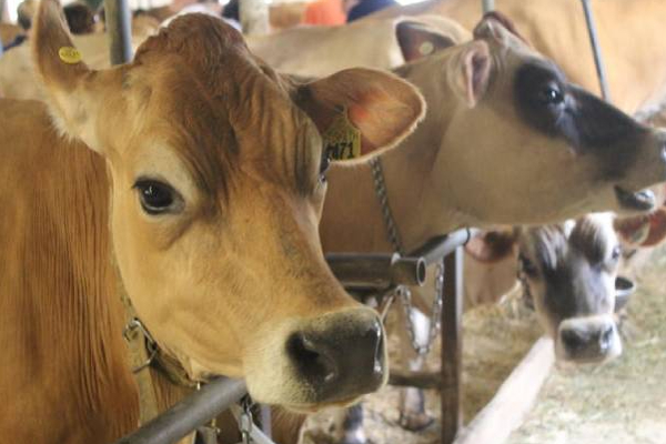 யாழில் காணாமல் போன மாடு பொலிஸாரால் மீட்பு! | Police Rescued A Missing Cow In Jaffna