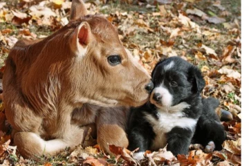 நாய், மாடு வளர்த்தால் வரி கட்ட வேண்டும் - மாநகராட்சி அதிரடி அறிவிப்பு!