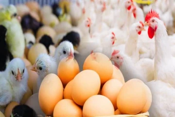 கோழி உற்பத்தி பொருட்களுக்கு தட்டுப்பாடு ஏற்படும் அபாயம்! விடுக்கப்பட்டுள்ள எச்சரிக்கை