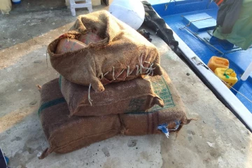 நாடளாவிய ரீதியில் பெருந்தொகையான கஞ்சா மீட்பு (Photos)