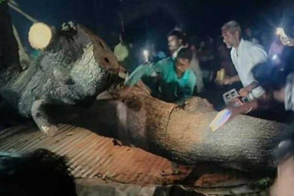 7 killed in ancient tree fall accident