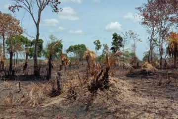 வவுனியா - கட்டையர்குளம் காடழிப்பு! அறிக்கை சமர்ப்பிக்குமாறு அரச அதிபர் பணிப்புரை