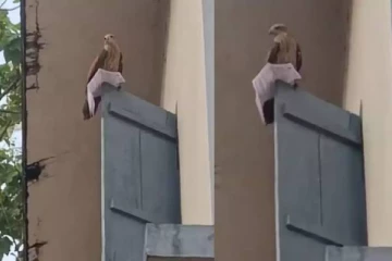 தேர்வெழுத வந்த பெண்ணின் ஹால் டிக்கெட்டை தூக்கிச் சென்ற பருந்து.., கடைசியில் நடந்த ட்விஸ்ட்