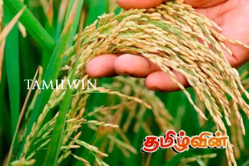 நெல்லுக்கான நிர்ணய விலையை அறிவித்த அரசாங்கம்