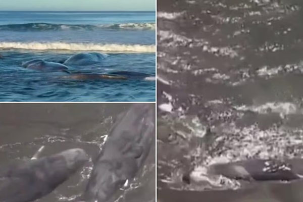 நிலநடுக்கத்திற்கு முன்பே கரை ஒதுங்கிய பெரிய திமிங்கலங்கள் | Large Whales Washed Ashore Before The Earthquake
