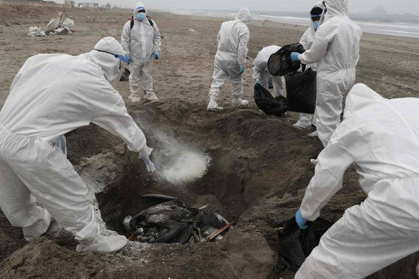 நாடொன்றில் தீவிரமடையும் பறவைக்காய்ச்சல்; ஆண்டின் இறுதிவரை நீடிக்கப்பட்ட அவசரநிலை | Bird Flu Is Intensifying In A Country