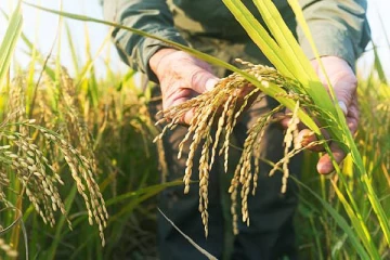 குறைவான நிலையில் காணப்படும் நெல் கையிருப்பு