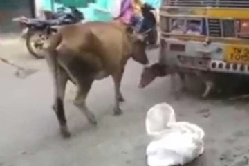 லொறியின் அடியில் மாட்டிக்கொண்ட கன்று... தாய்ப்பசு நிகழ்த்திய பாசப்போராட்டம்
