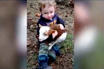 குட்டி சிறுவனின் மடியில் ஒய்யாரமாக தவழும் ஆட்டுக்குட்டி!