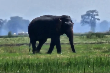 அம்பாறையில் காட்டு யானை மரணம் ; காரணம் என்ன? பொலிஸார் தீவிர விசாரணை