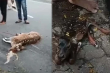 விபத்தில் உயிரிழந்த கர்ப்பிணி மான்: வயிற்றிலிருந்து வெளிவந்த குட்டி! கண்ணீர் சிந்த வைக்கும் காட்சி