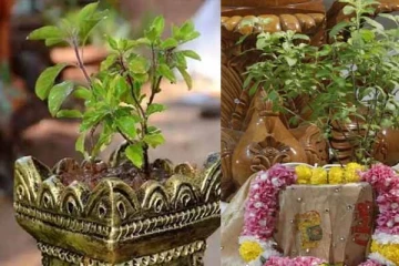 லட்சுமி தேவியின் வாசம்: வீட்டில் வறுமையை நீக்கும் துளசி