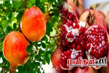 றீச்ஷா பண்ணையில் காய்த்து குலுங்கும் மாதுளம் பழம்- அமோக விளைச்சல்