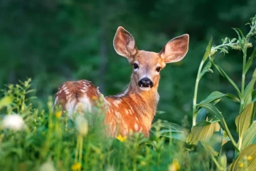 கனடாவில் பரவும் "ஜாம்பி" நோய்... மனிதர்களுக்கு பரவவும் வாய்ப்புண்டா?