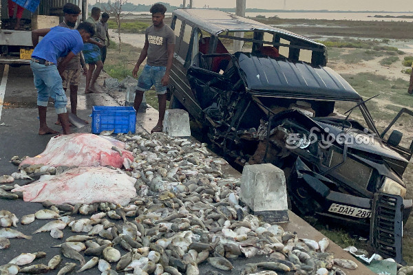 மன்னார் - தள்ளாடி வீதியில் மீனுடன் வந்த வாகனம் விபத்து: சாரதி படுகாயம் (Photos) | Mannar Thalladi Road Accident