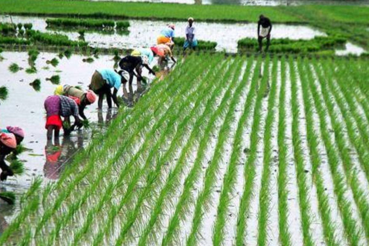 விவசாயிகளுக்கு தொடர் அனுமதி மறுப்பு - கல்முனை மனித உரிமைகள் ஆணைக்குழுவில் முறைப்பாடு | Continued Denial Of Permission To Farmers